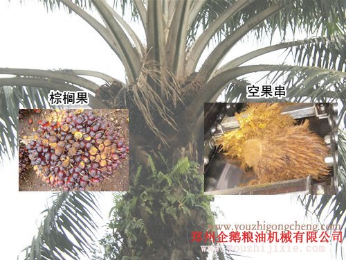 棕櫚油加工設備 企鵝是棕櫚油設備生產(chǎn)廠家(圖1)