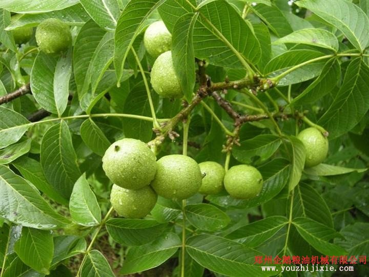 核桃榨油成套設備交鑰匙工程(圖2) 核桃榨油成套設備交鑰匙工程(圖2)